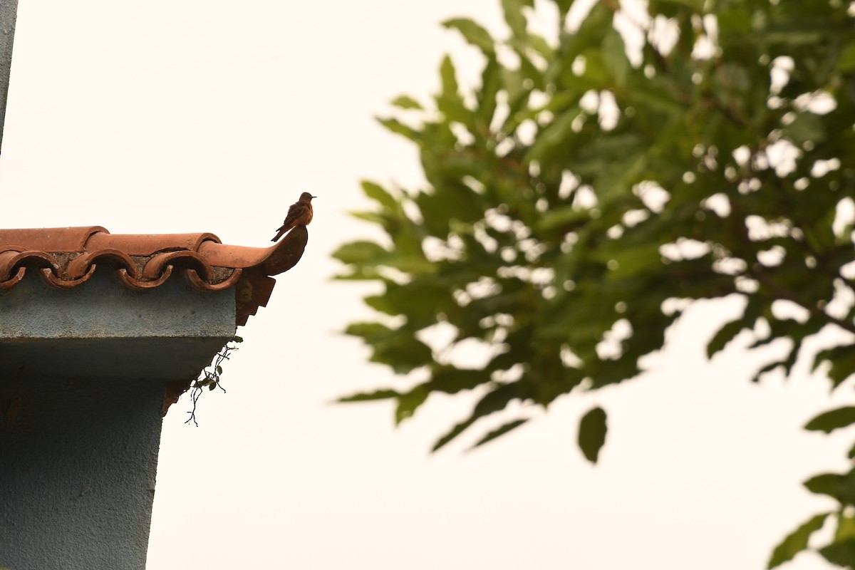 Cliff Flycatcher (Swallow) - ML646495535