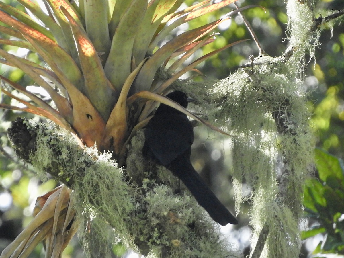 Mountain Grackle - ML646495536