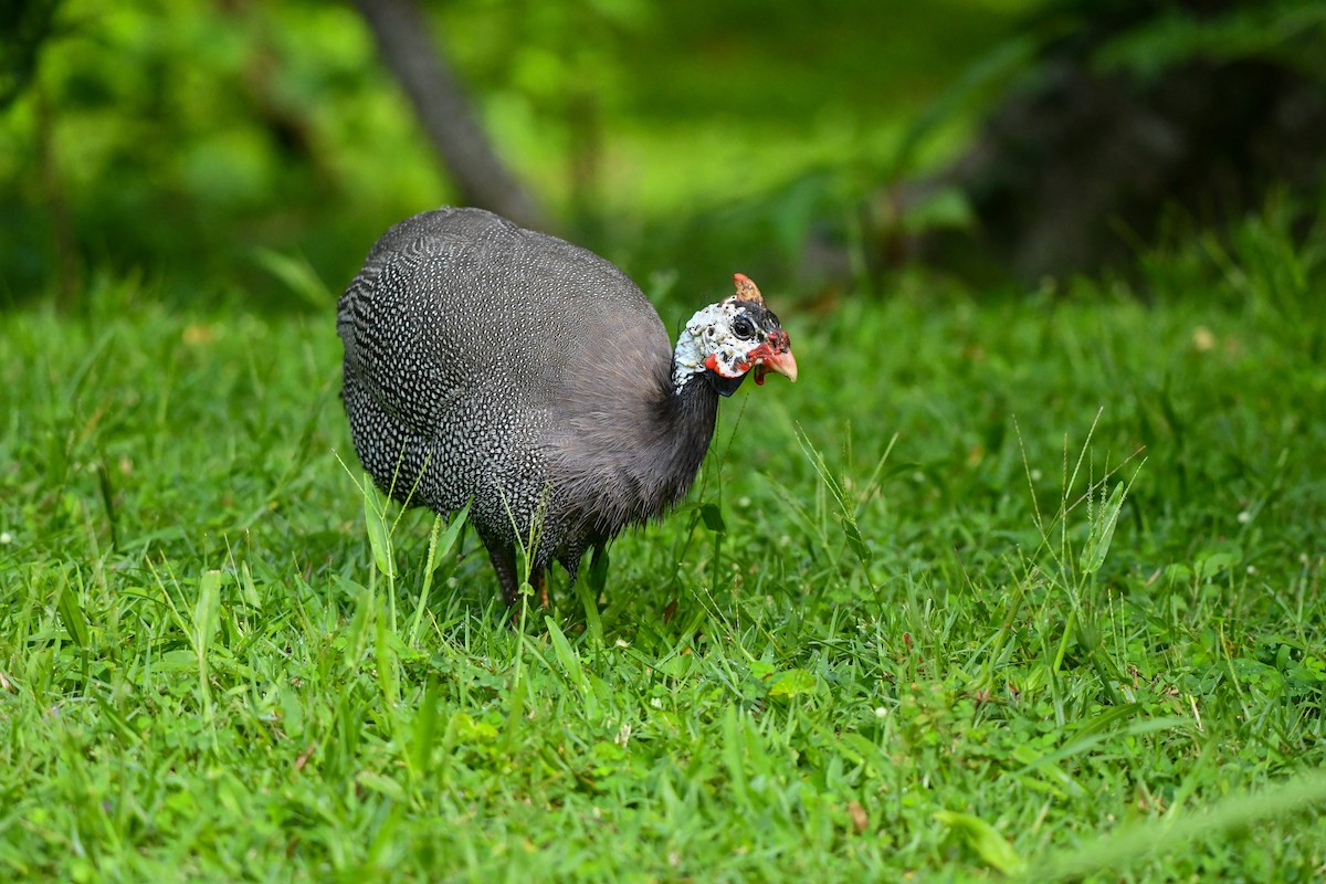 ホロホロチョウ（家畜） - ML646495537