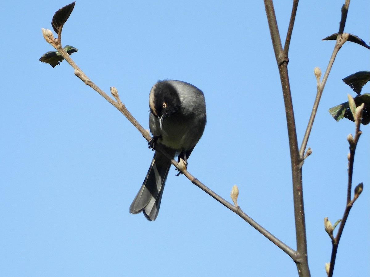 Black-headed Hemispingus - ML646495538