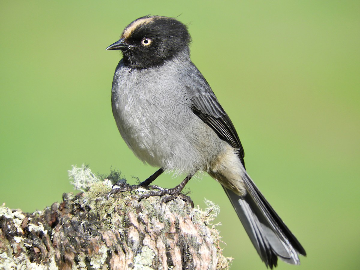 Black-headed Hemispingus - ML646495539