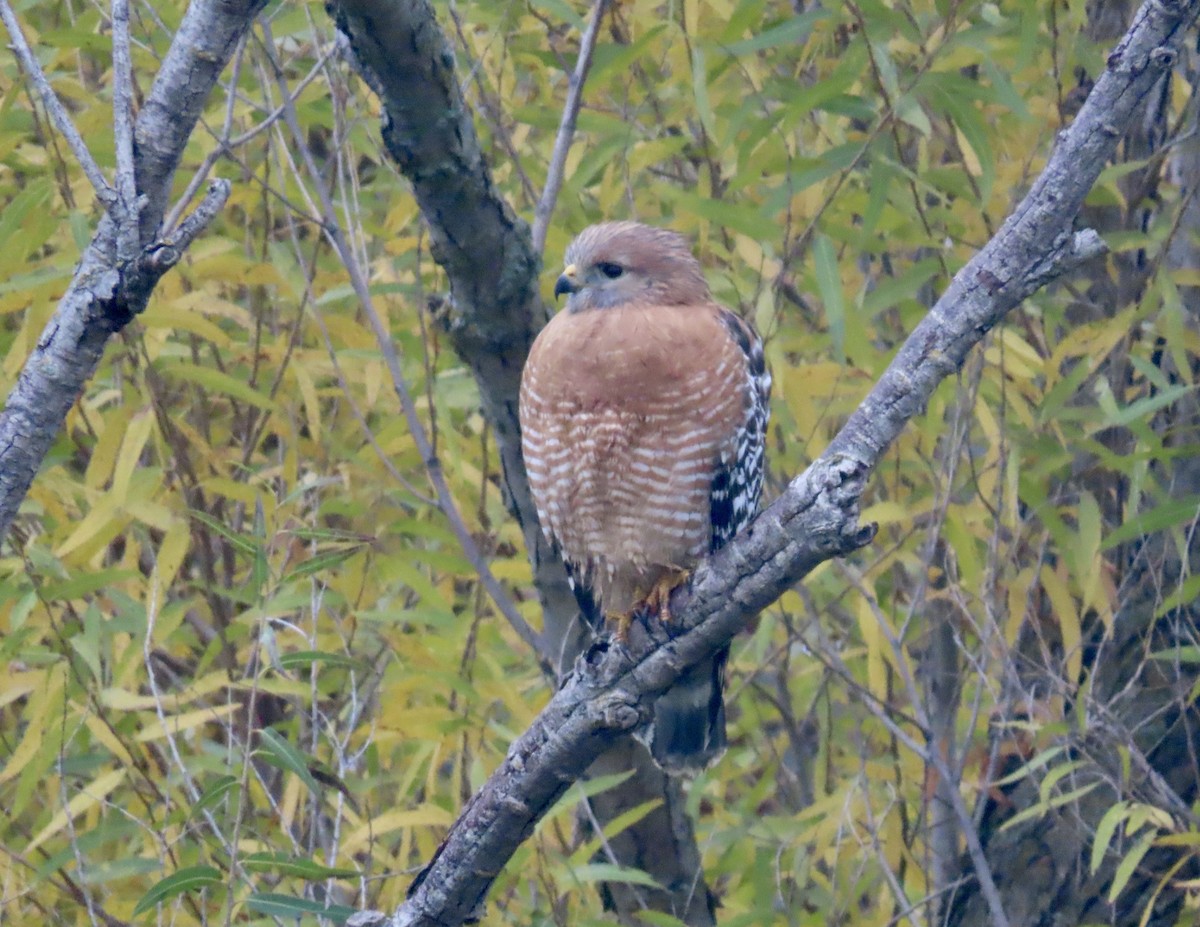 Red-shouldered Hawk - ML646495540