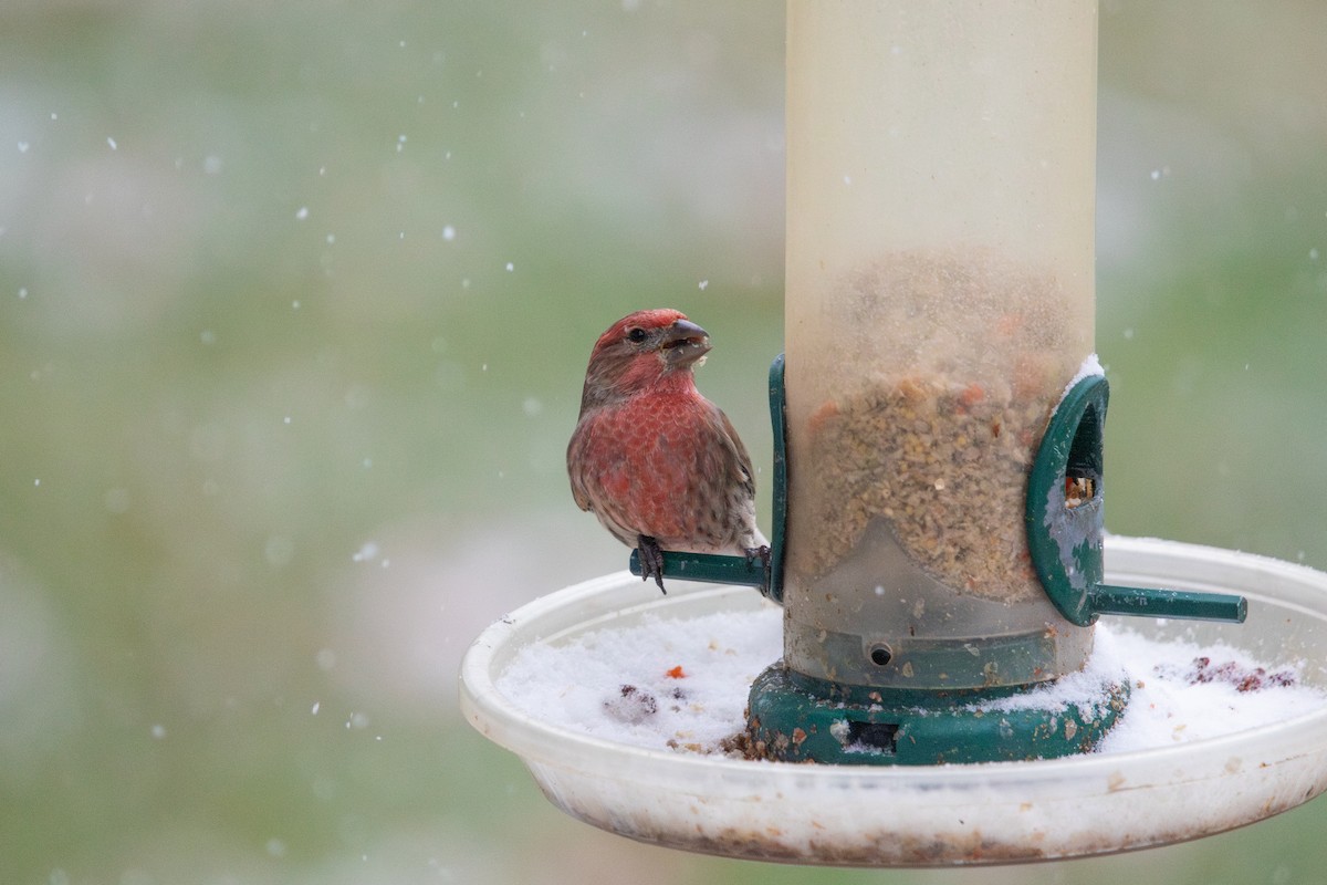 House Finch - ML646495545