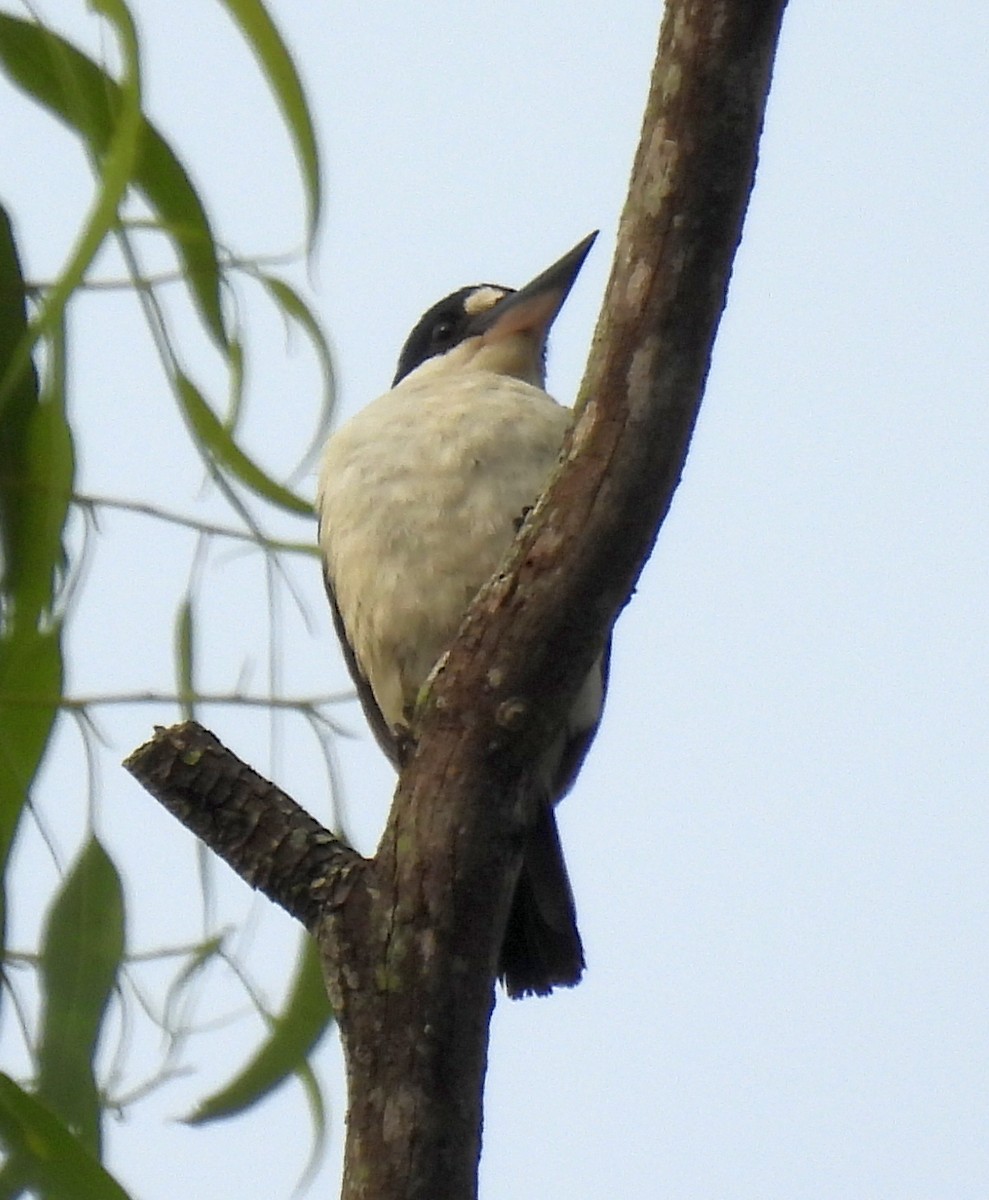 Forest Kingfisher - ML646495546