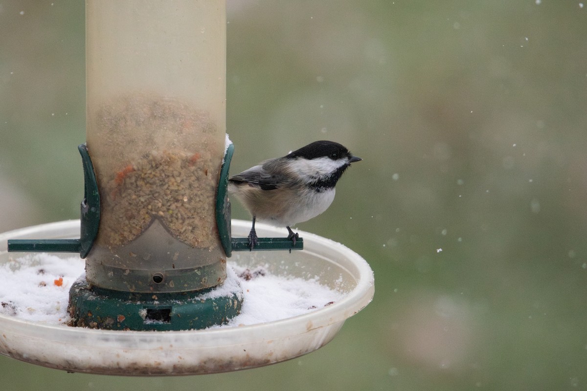 Black-capped Chickadee - ML646495548