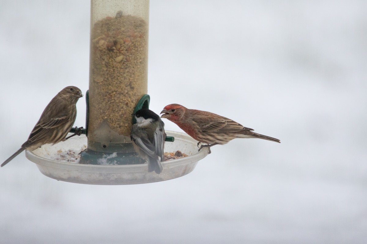 House Finch - ML646495549
