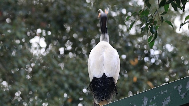 Ibis Moluqueño - ML646495550