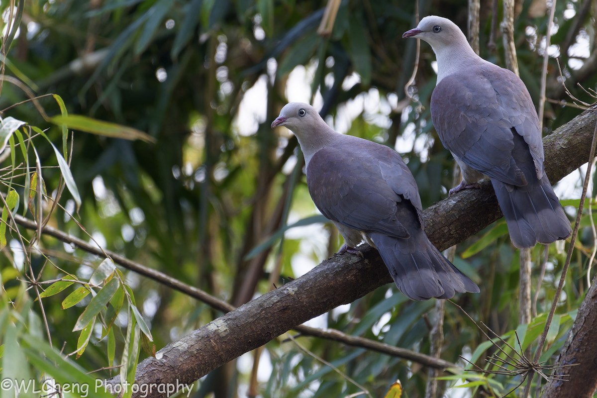 ヤマミカドバト - ML646495551