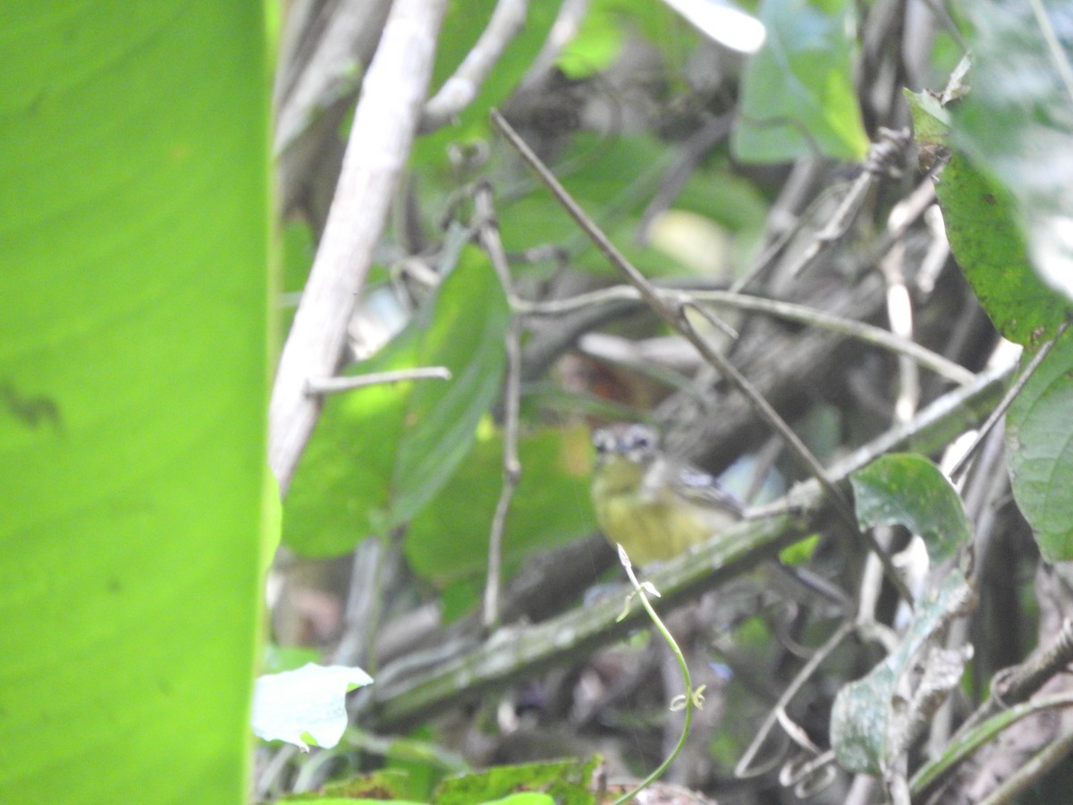 Yellow-breasted Antwren - ML646495555