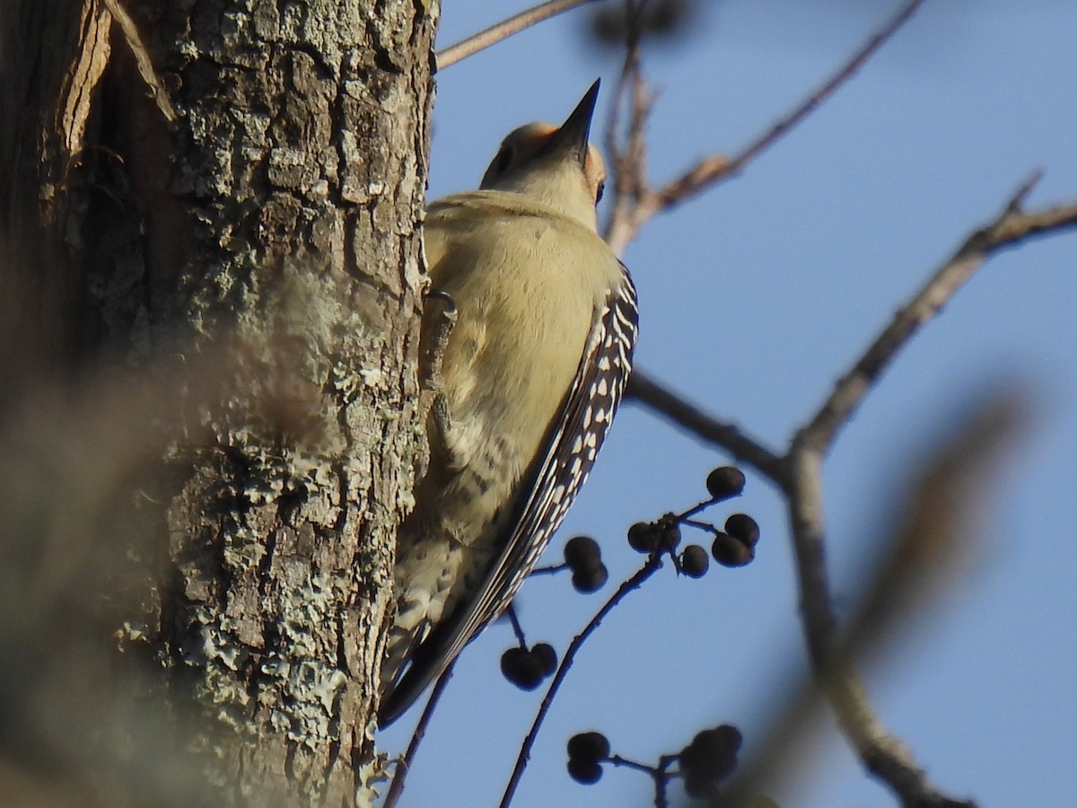 Red-bellied Woodpecker - ML646495557