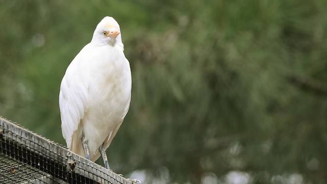 Garcilla Bueyera Oriental - ML646495559
