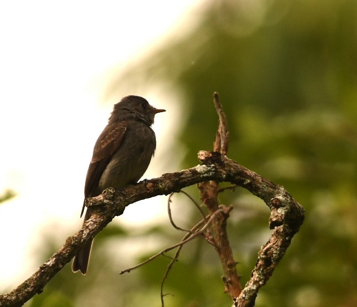 Southern Tropical Pewee - ML646495560