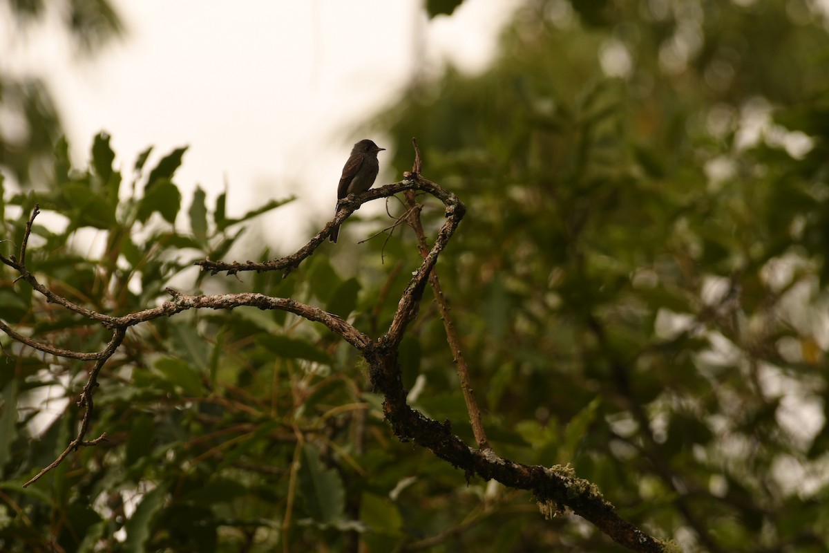 Southern Tropical Pewee - ML646495561