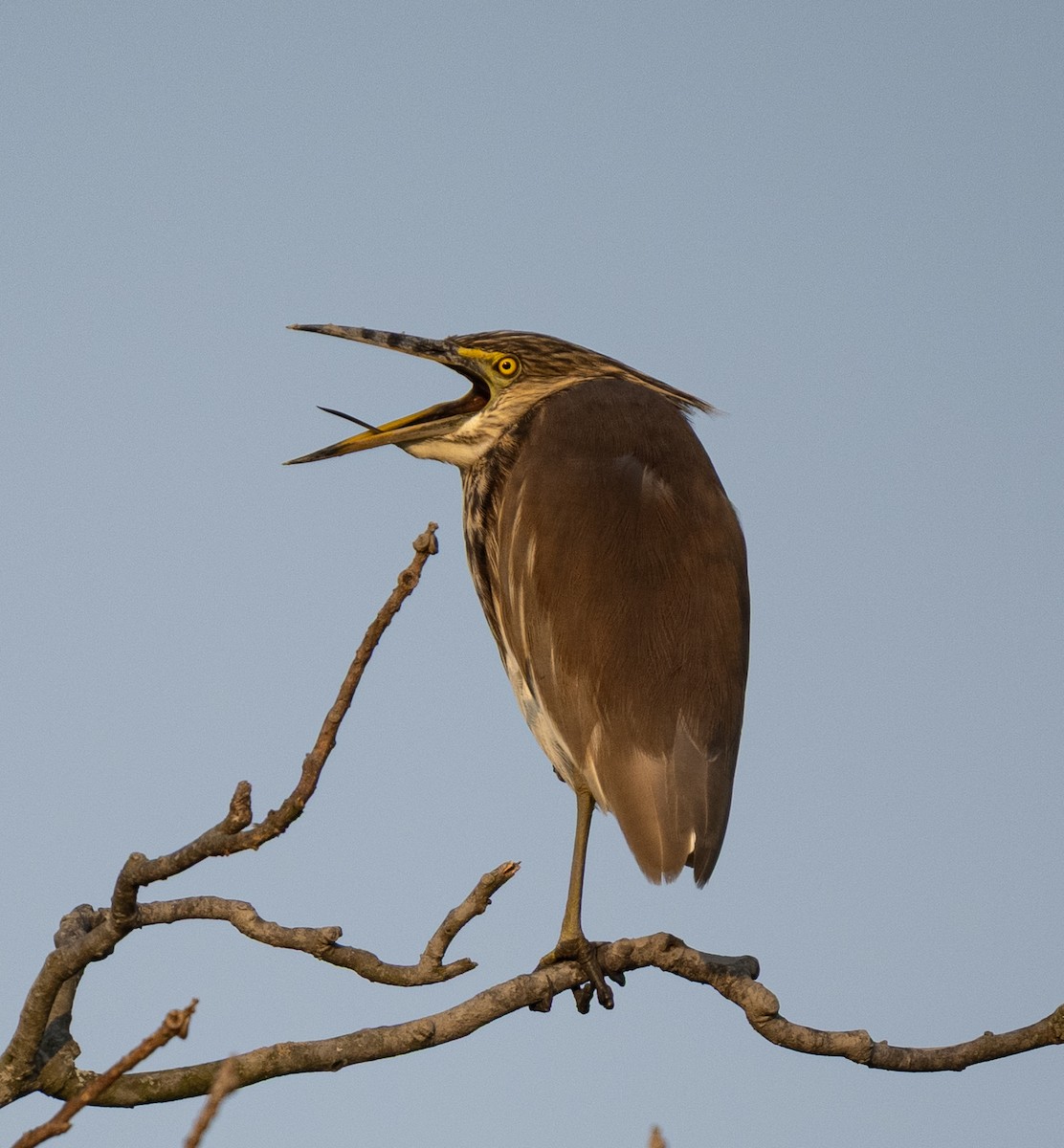 Indian Pond-Heron - ML646495562