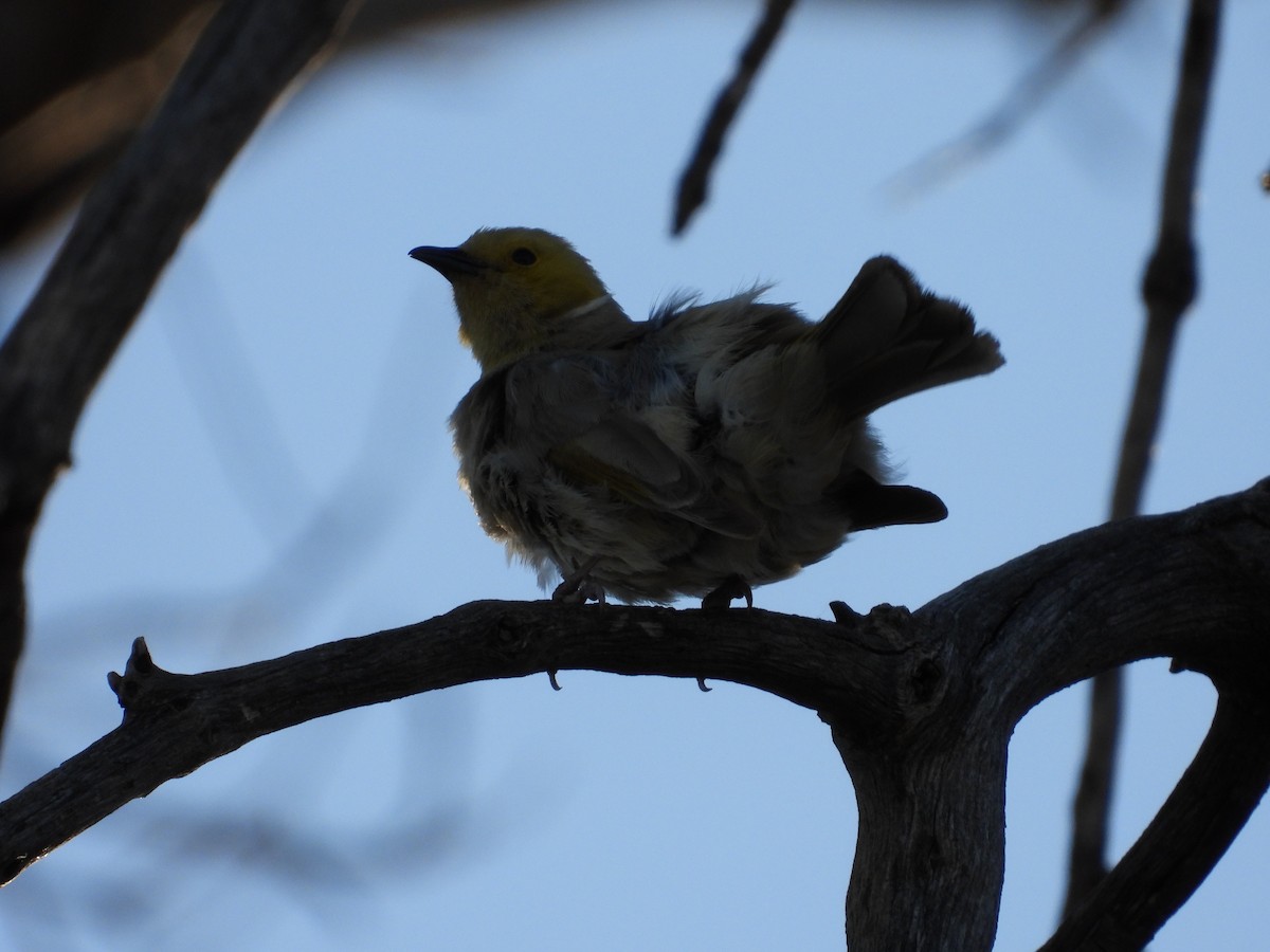 White-plumed Honeyeater - ML646495563