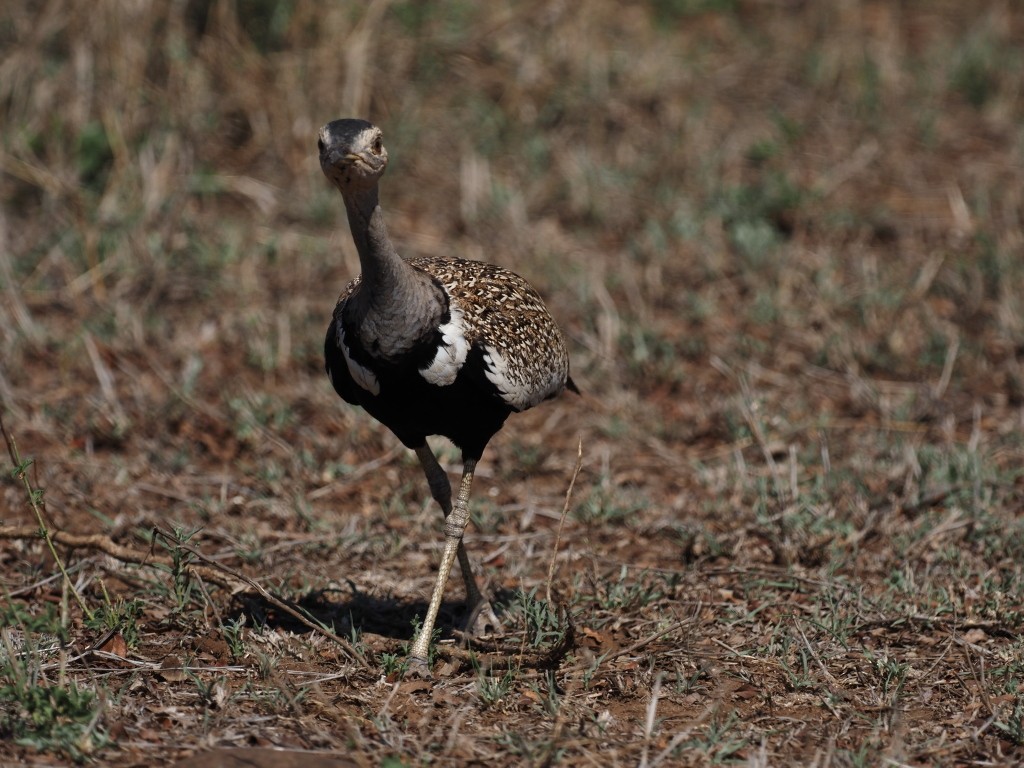 Black-bellied Bustard - ML646495566