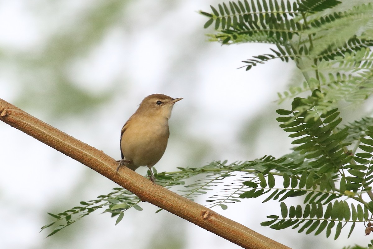 Iduna sp. - ML646495568