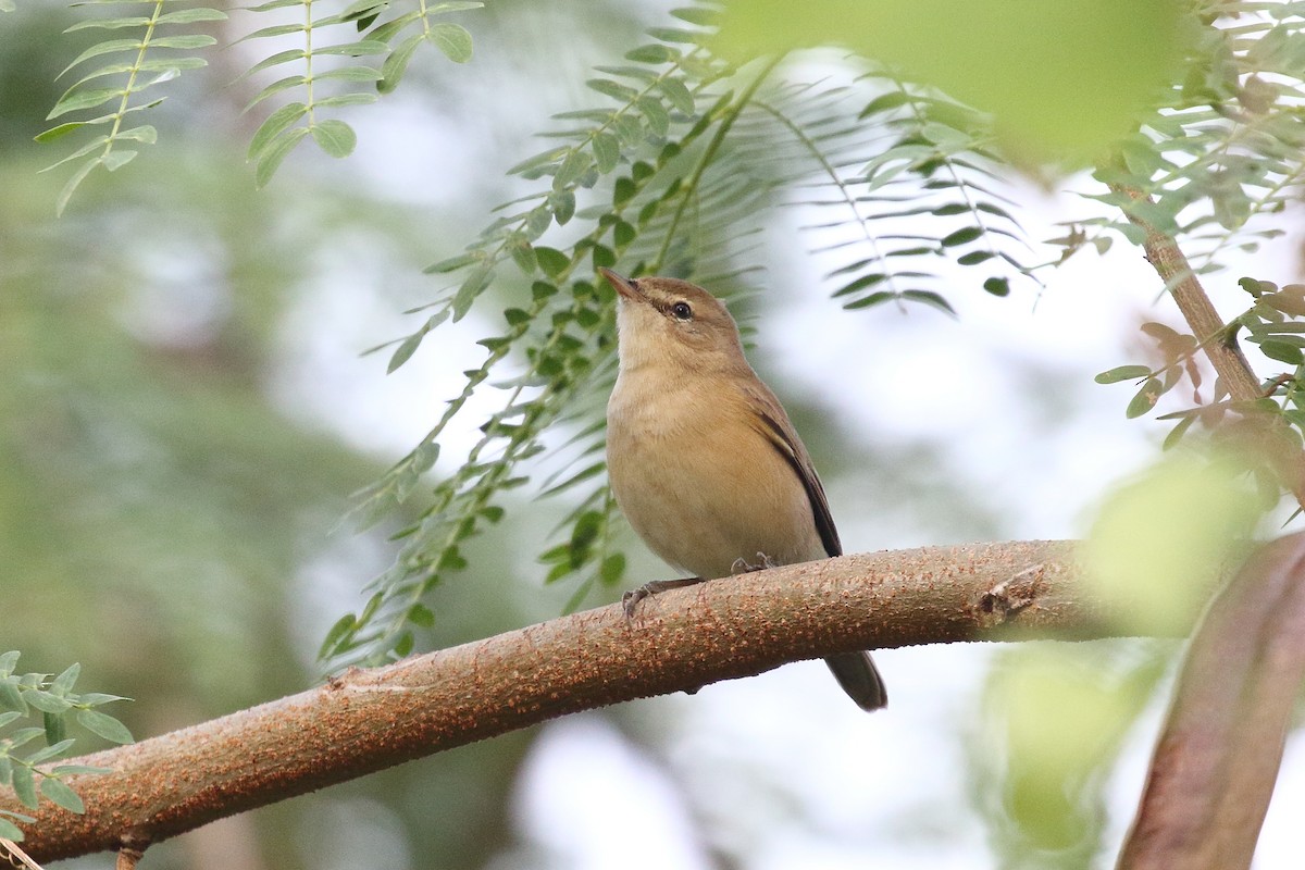 Iduna sp. - ML646495570