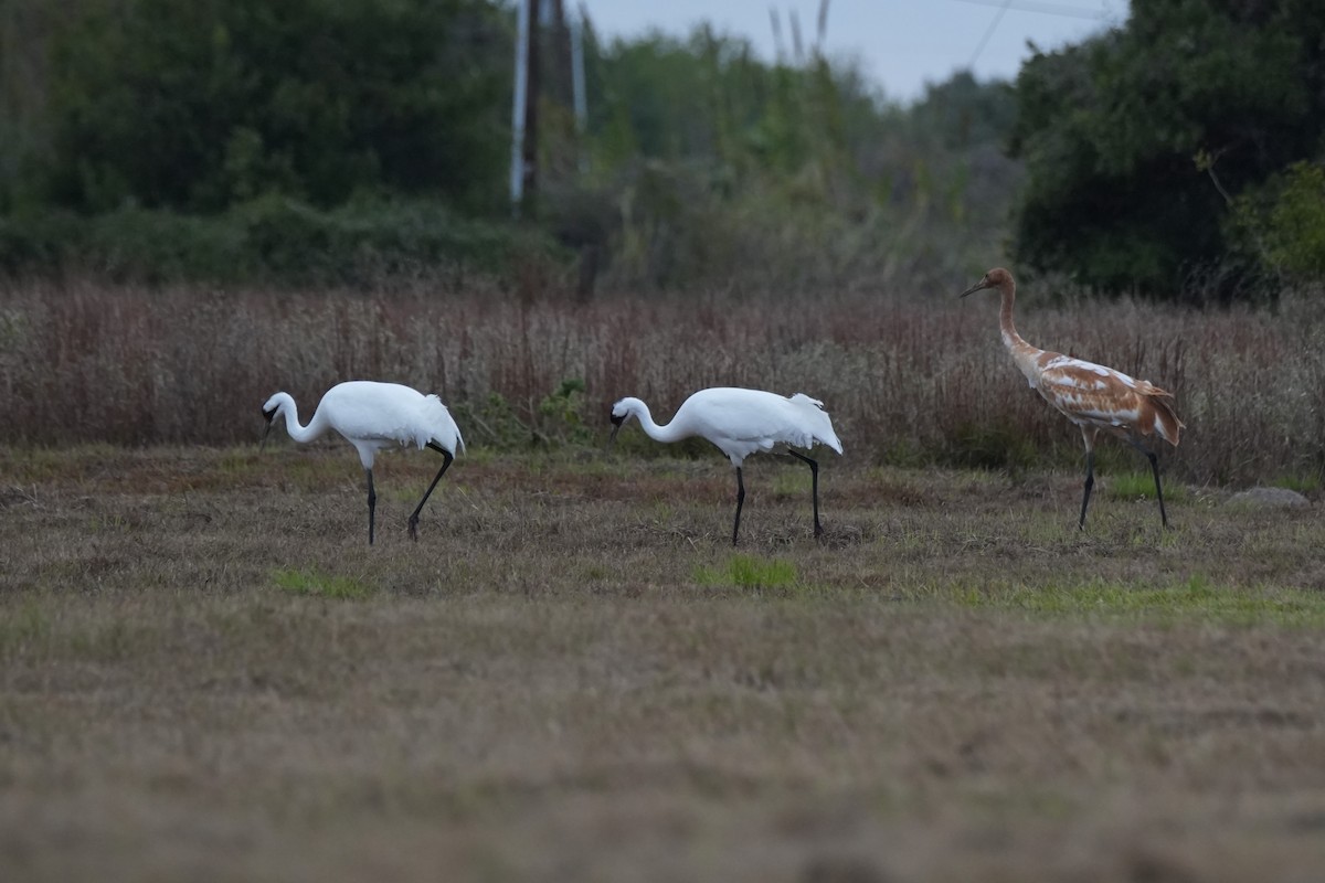 Whooping Crane - ML646495571