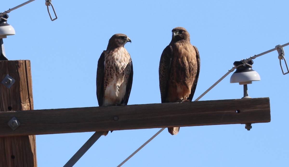 Red-tailed Hawk - ML646495573