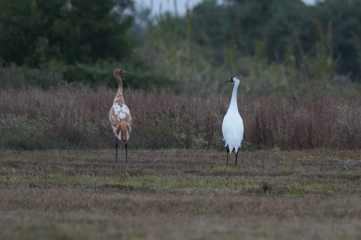 Whooping Crane - ML646495575