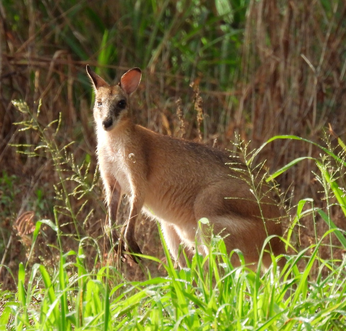 Mammals - ML646495577