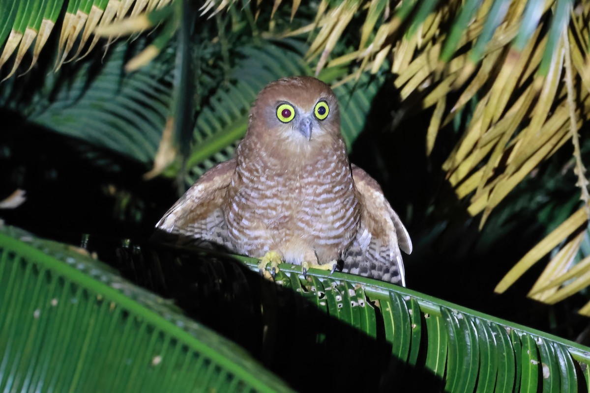 Christmas Island Boobook - ML646495581
