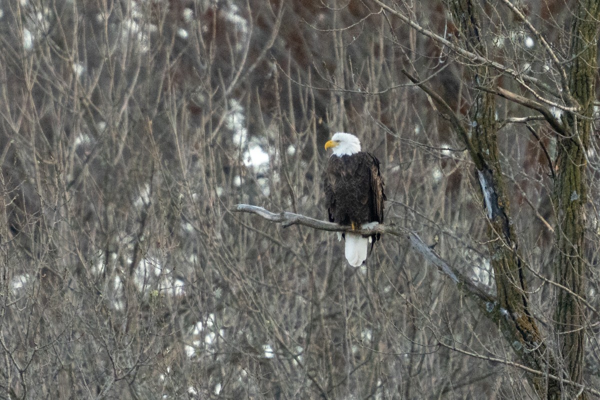 Bald Eagle - ML646495583