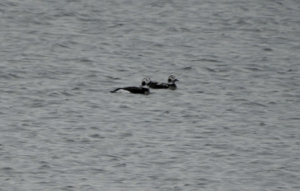 Long-tailed Duck - ML646495586