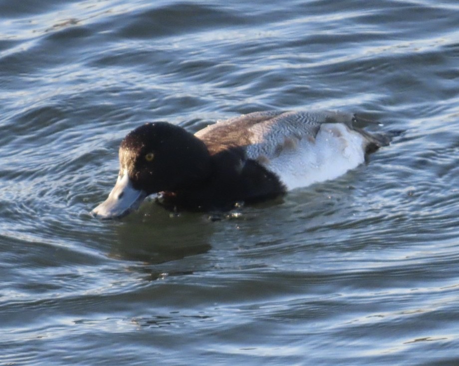 Lesser Scaup - ML646495587