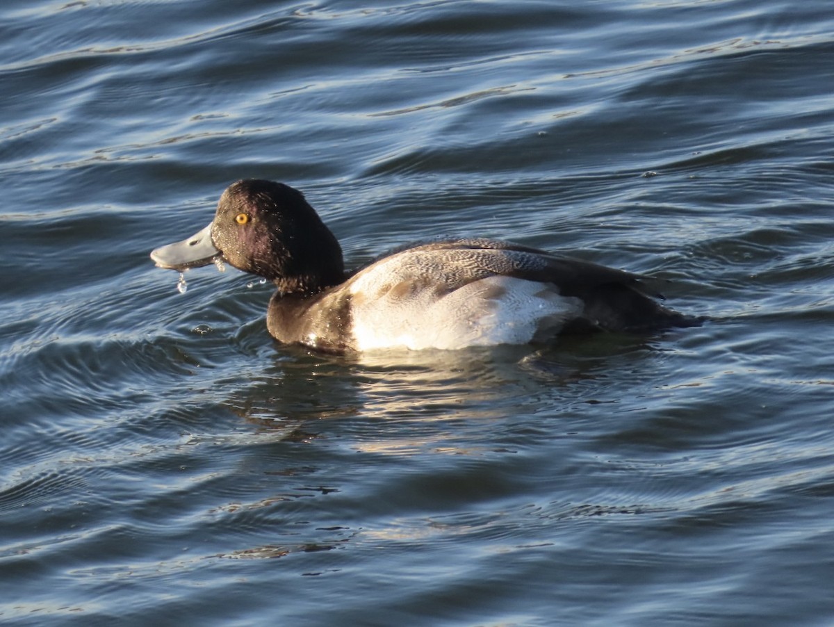 Lesser Scaup - ML646495588