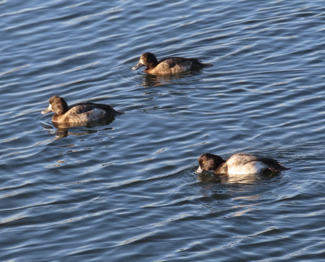 Lesser Scaup - ML646495590