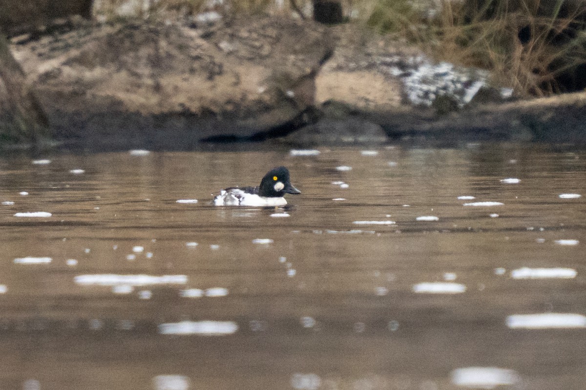Common Goldeneye - ML646495591