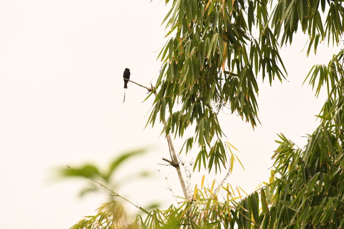 Long-tailed Tyrant - ML646495593