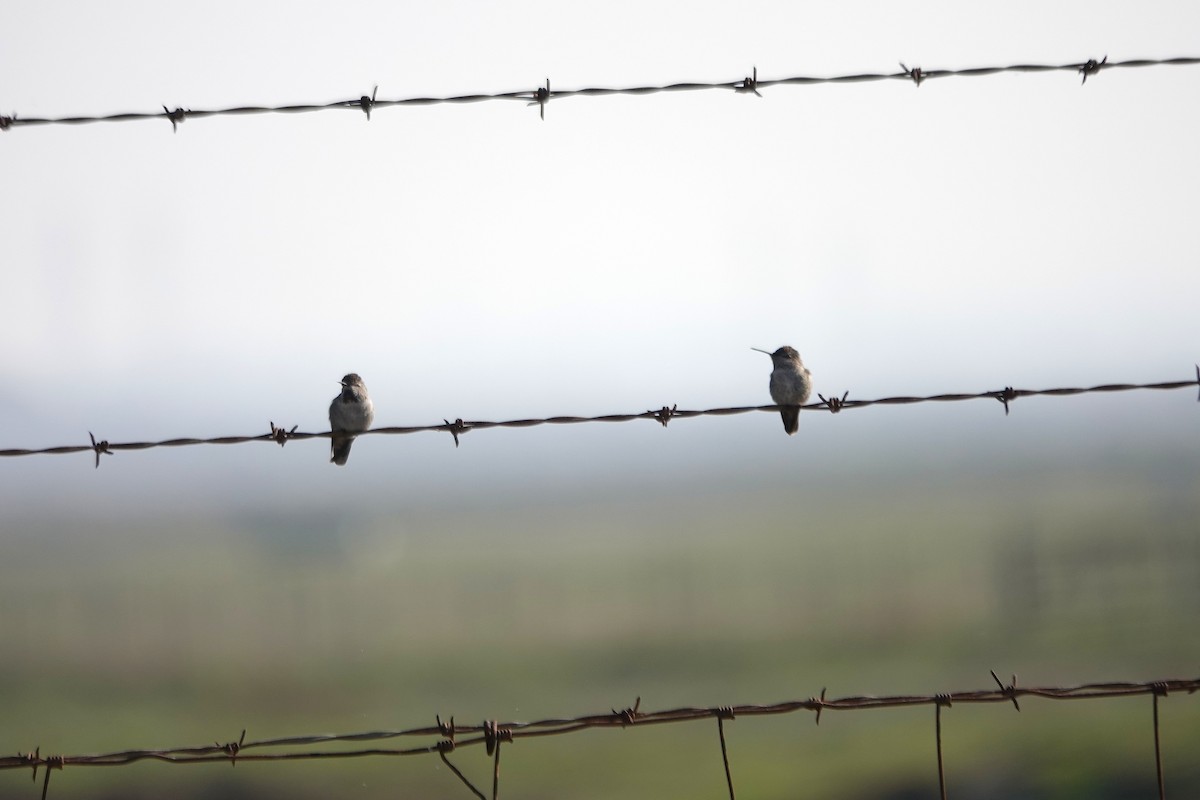 Anna's Hummingbird - ML646495595