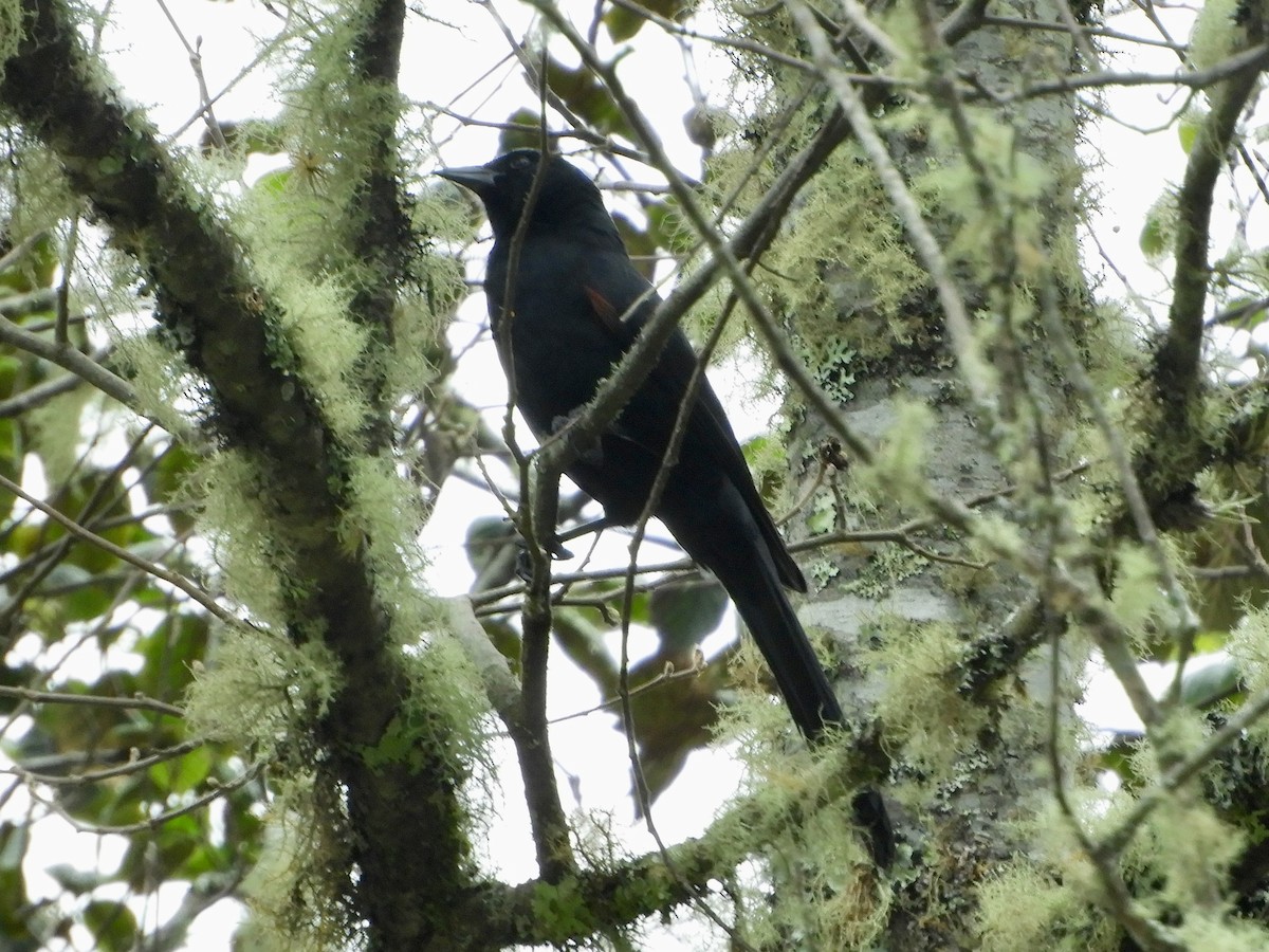 Mountain Grackle - ML646495596