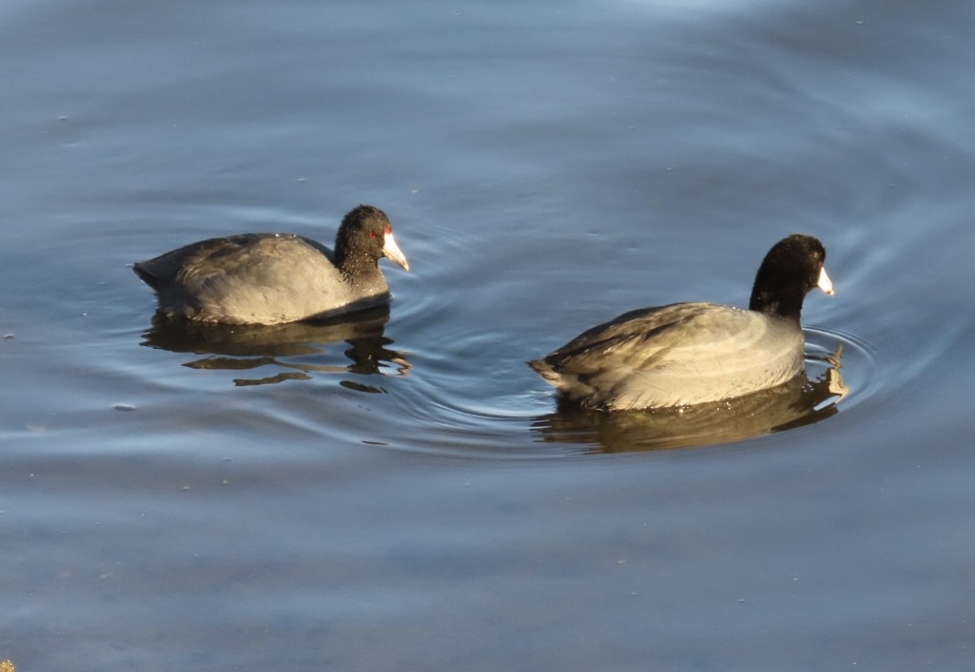American Coot - ML646495598