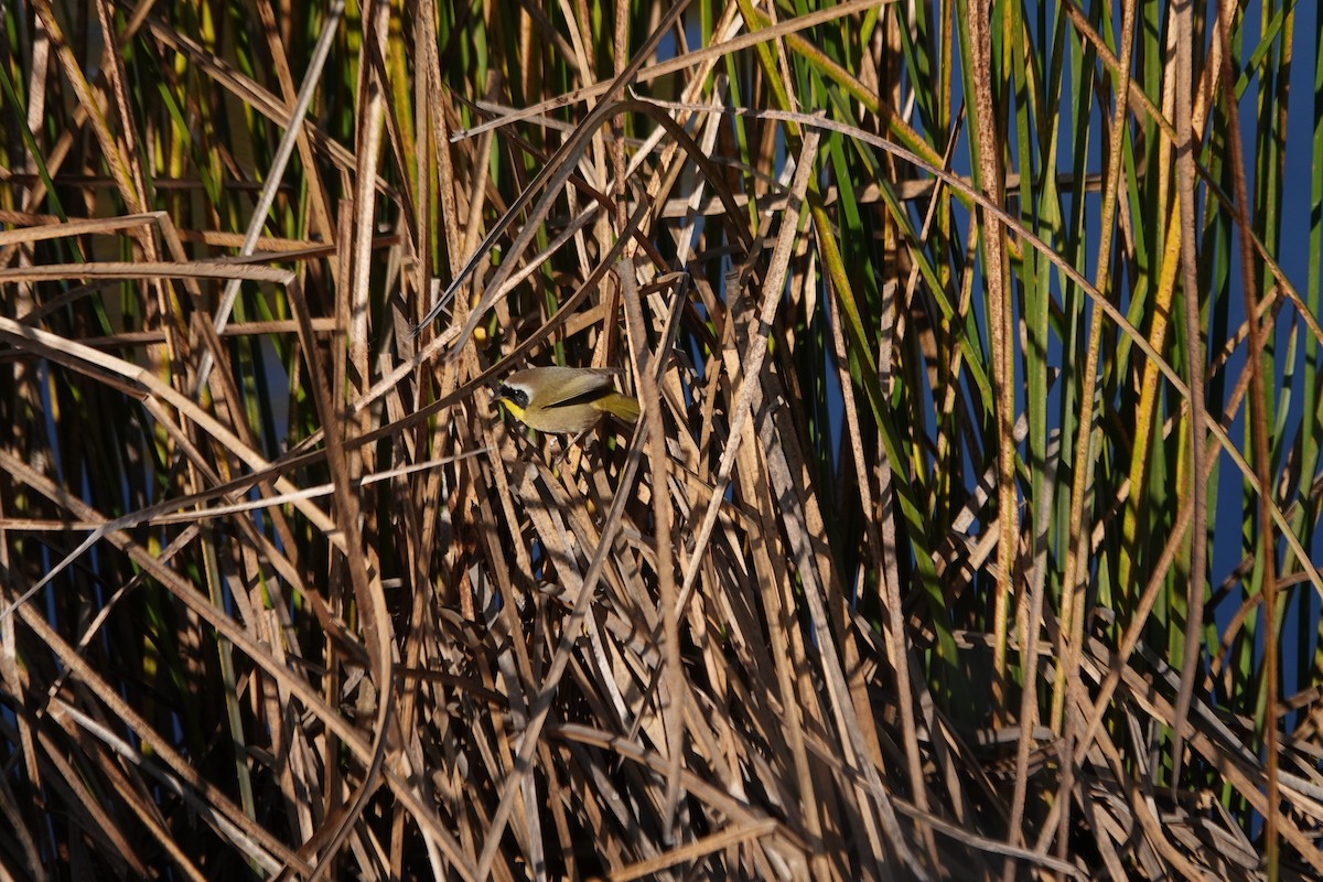 Common Yellowthroat - ML646495601