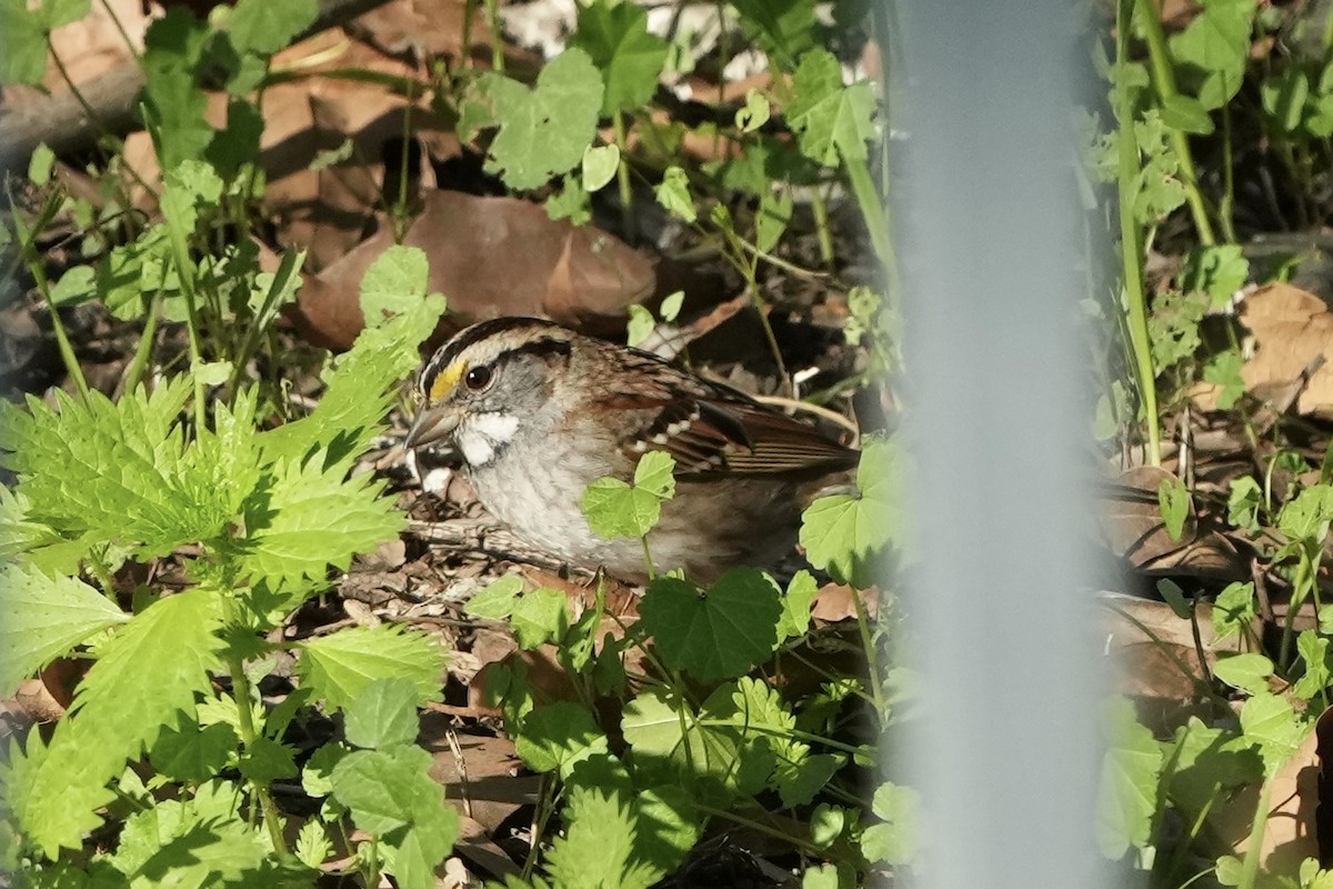 hvitstrupespurv - ML646495611