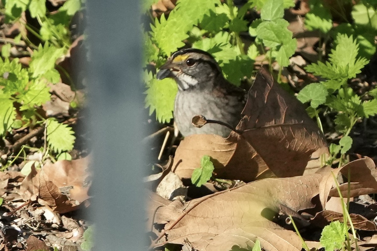 hvitstrupespurv - ML646495612