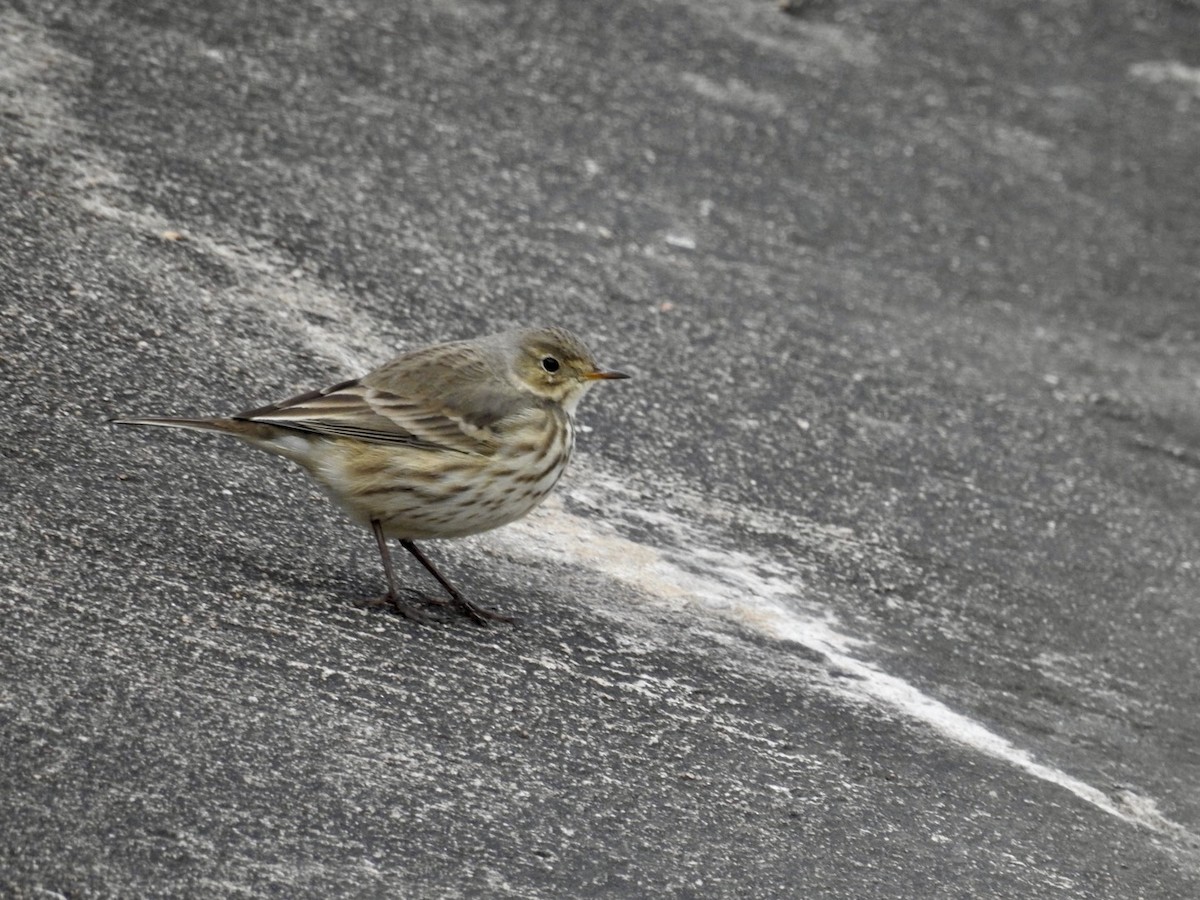 American Pipit - ML646495616
