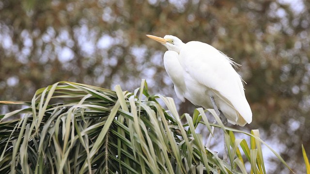 Garceta Grande - ML646495622