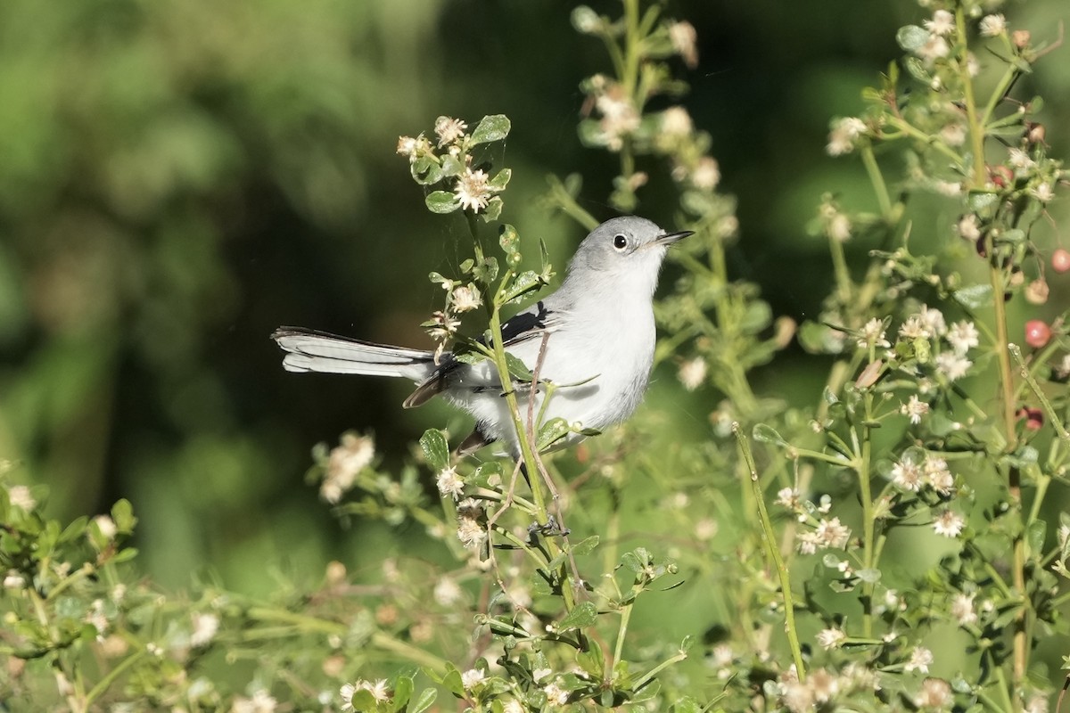 nordmyggsmett - ML646495623