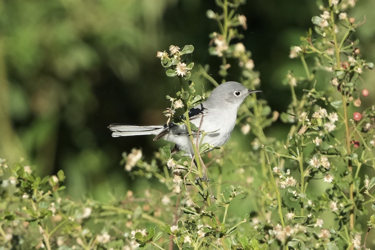 nordmyggsmett - ML646495624