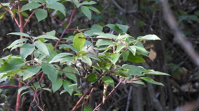 Yellow-rumped Warbler (Myrtle) - ML646495625
