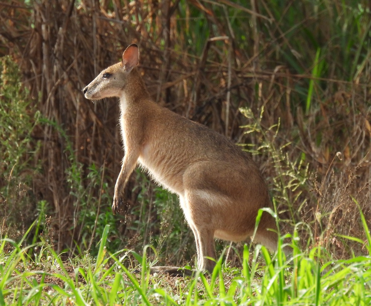 Mammals - ML646495626