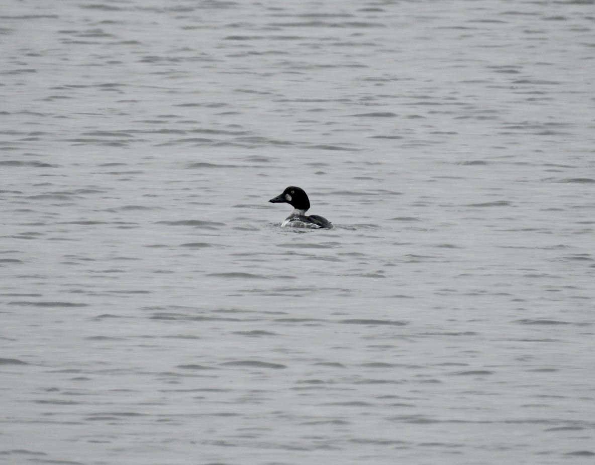 Common Goldeneye - ML646495636
