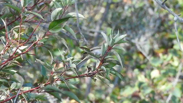 Clay-colored Sparrow - ML646495637
