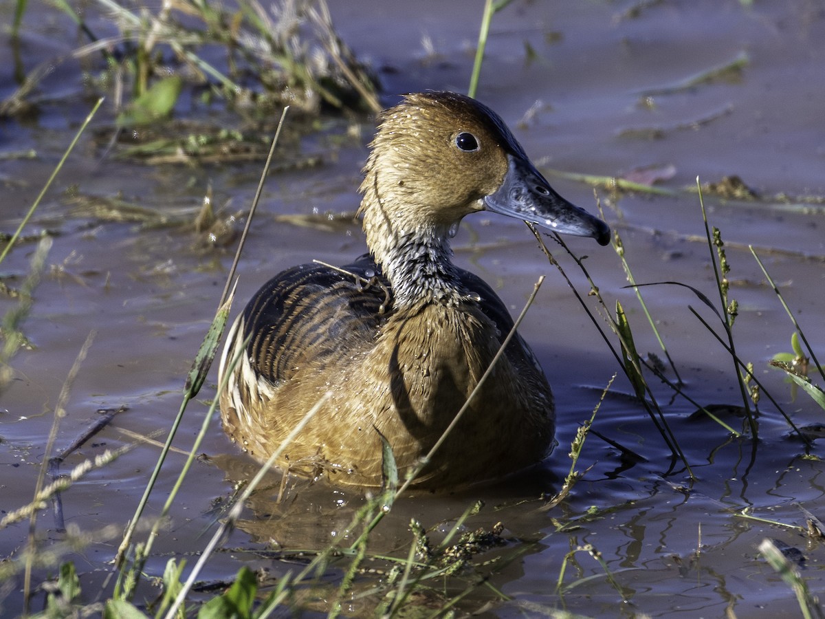 アカリュウキュウガモ - ML646495638