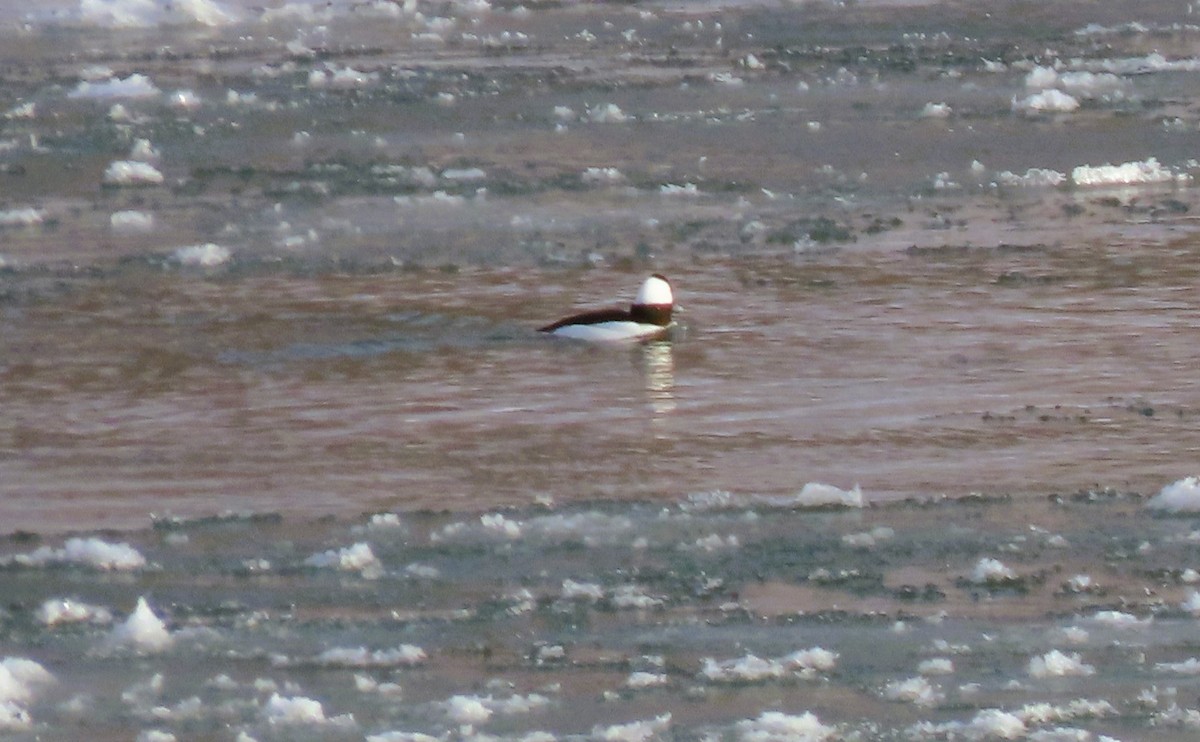 עבראש לבנוני - ML646495639